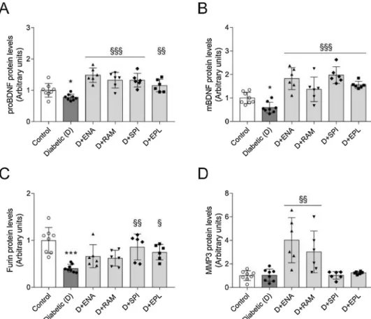 Fig. 3. Neuronal response in diabetes can be altered by RAASi via mBDNF-TrkB signaling in the hippocampus