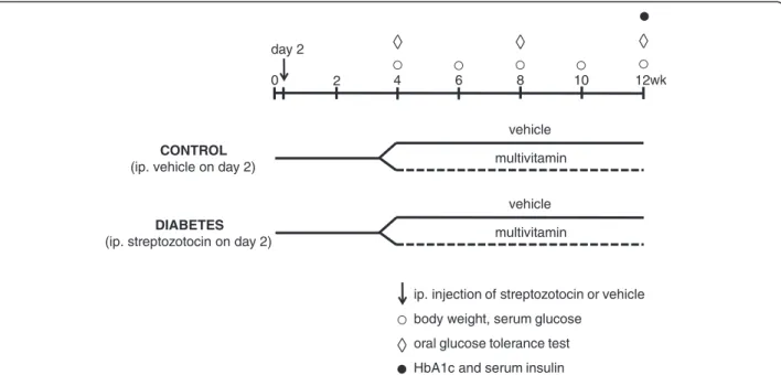 Figure 1 Experimental protocol. Two day old neonatal male and female Wistar rats were injected with 100 mg/kg of streptozotocin (STZ) (n = 69) or its vehicle (n = 38) to induce experimental diabetes mellitus