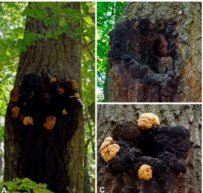 Figure 1. Basidocarp and the imperfect stage (sterile conk) of Inonotus nidus-pici on living Quercus cerris in Hungary