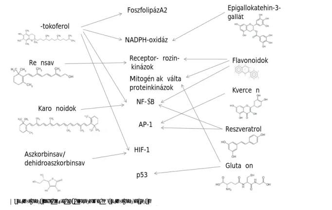 1. ábra Antioxidánsaink jelátvitelt befolyásoló nem antioxidáns hatásai