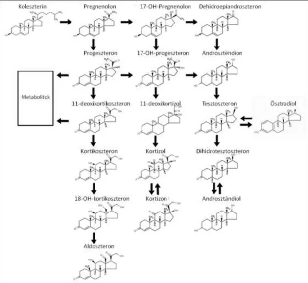 1. ábra A szteroid hormonok bioszintézise 