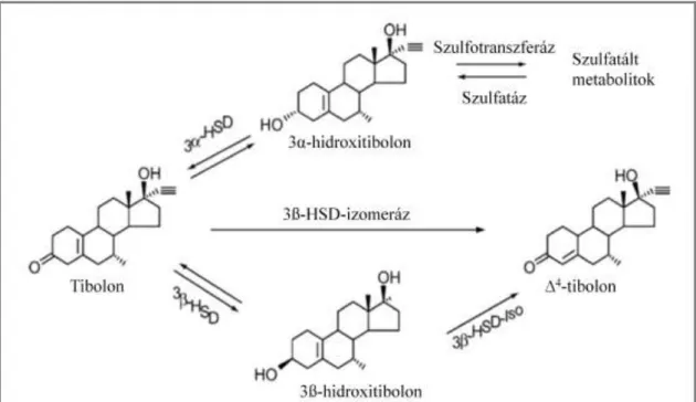 3. ábra A tibolon metabolizmusa. HSD: hidroxiszteroid-dehidrogenáz ([49] alapján). 