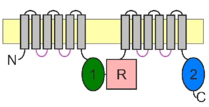 1. ábra: A CFTR topológiai felépítése 