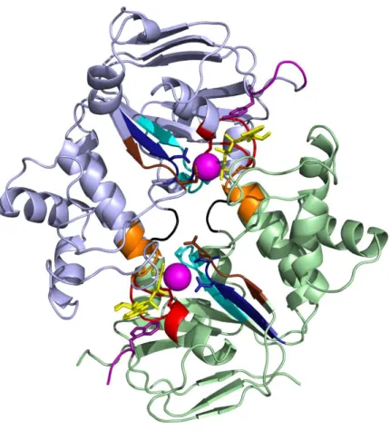 3. ábra: CFTR NBD1-NBD2 heterodimerjének szerkezeti modellje 
