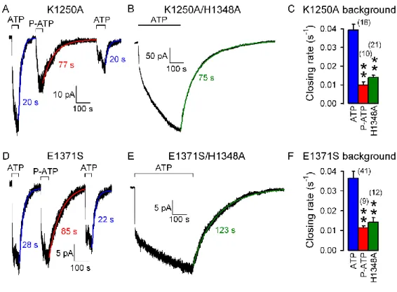 14. ábra: A P-ATP és a H1348A mutáció csökkentik a CFTR nem-hidrolitikus záródási sebességét  A és D, Rövid ideig alkalmazott 10 mM ATP és 50 μM P-ATP (A) vagy 2 mM ATP és 10 μM P-ATP  (D)  hatásai  előzetesen  foszforilált  K1250A  (A)  és  E1371S  (D)  C