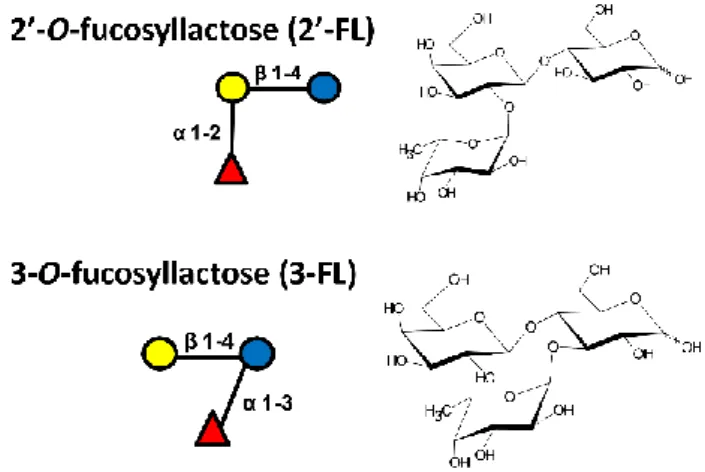Figure 2. - The structure of the 2’-O-fucosyllactose and 3-O-fucosyllactose (b) and their schematic structure by the  Consortium for Functional Glycomics