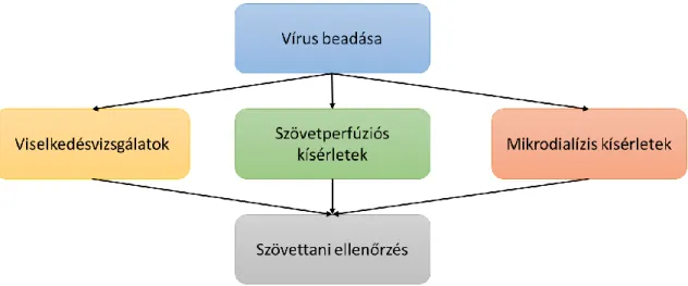 8. ábra: Az optogenetikai kísérletek elrendezése. A kísérletek során egy vírus injektált  állatot  csak  egyszer  használtunk  fel  egy  fajta  kísérletben,  nem  végeztünk  ugyanazon  állaton  több  vizsgálatot