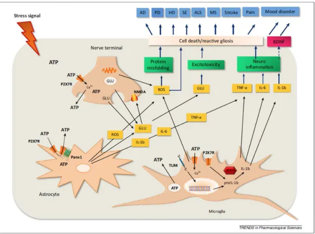 2. ábra. A P2X7 receptor aktivációja számos betegségben szerepet játszik 23 . Különböző  stresszorok  hatására  upregulálódhat  idegsejteken,  asztrocitákon  vagy  mikroglia  sejteken  egyaránt,  amivel  fokozódik  az  ATP  ürülés,  majd  a  P2X7  aktiváci