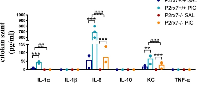29. ábra. A vérplazmában indukálódott citokinek. Vad típusú állatok esetében IL-1α, IL- IL-6  és  KC  is  emelkedett  a  poli(I:C)  injekciót  követően