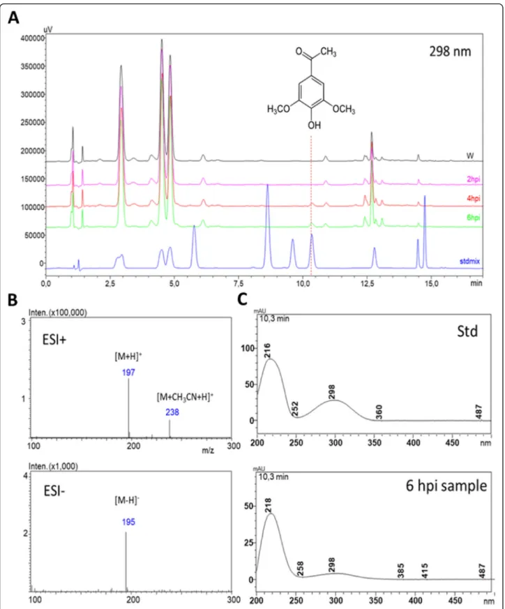 Fig. 1 Identification of PTI-related phenolic compound acetosyringone by HPLC-DAD-MS using analytical standard in Nicotiana benthamiana