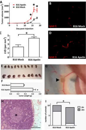 Figure 6: In vivo growth of apelin expressing tumor  cells.  (A),  Overexpression  of  apelin  through  genetic  manipulation  significantly  stimulated  the  in vivo  growth  of  murine B16 melanoma cells in C57BL/6 mice