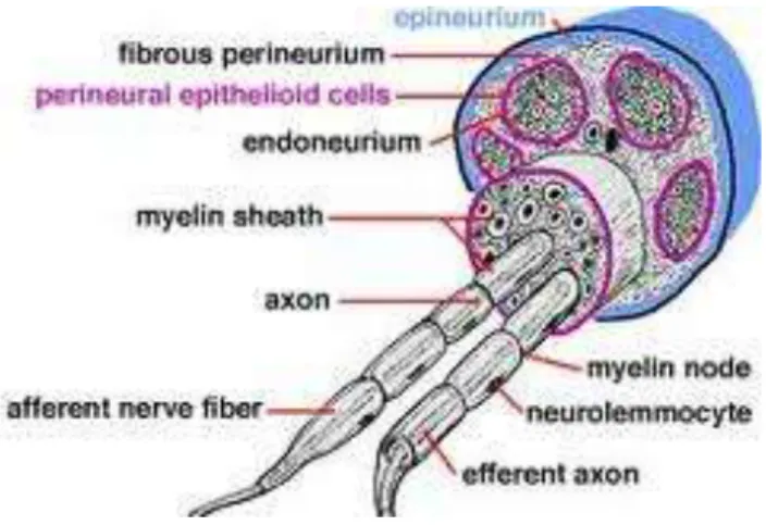 1. ábra. A perifériás ideg szerkezete 