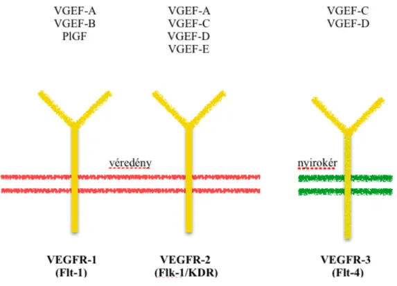 2. ábra. A VEGF receptorai és ligandumai. 
