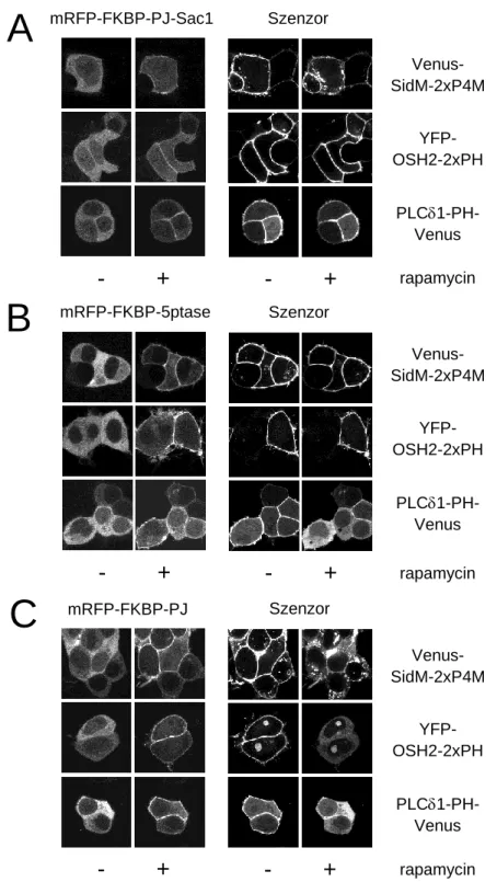 15. ábra – A PM PtdIns4P- és PtdIns(4,5)P 2 -szintek mesterséges változtatásának hatása a fluoreszcensen jelölt  PBD-ek  intracelluláris  lokalizációjára  HEK  293T  sejtekben