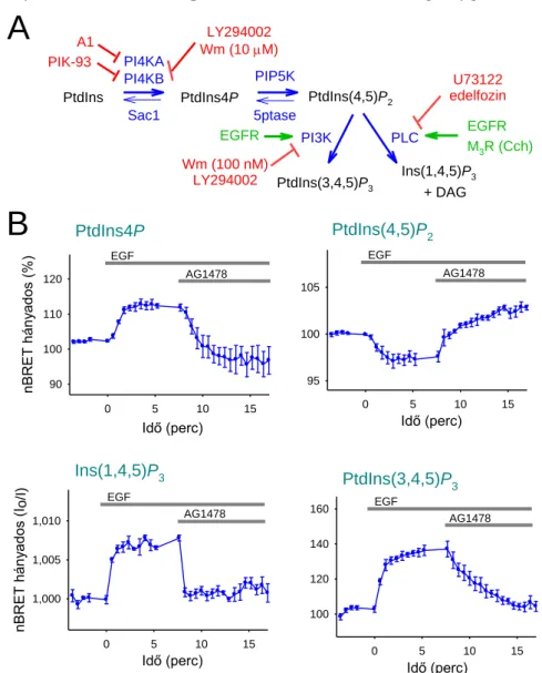 18. ábra – A PPIn-szintek receptoraktivációt követő változása (A) A PtdIns(4,5)P 2  szintézise két egymást követő  foszforiláció révén történik, melyben elsőként a PI4K, majd a PIP5K vesz részt