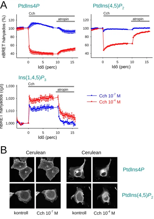 19. ábra – A különböző koncentrációjú CCh-ingerlés hatására bekövetkező PPIn-szintváltozások (A) A M 3 R-t  és a PPIn-érzékelő bioszenzorokat tranziensen expresszáló HEK 293T sejtekben, 10 -7  M (kék görbék) illetve 10 -4  M  (piros  görbék)  Cch-stimulusr