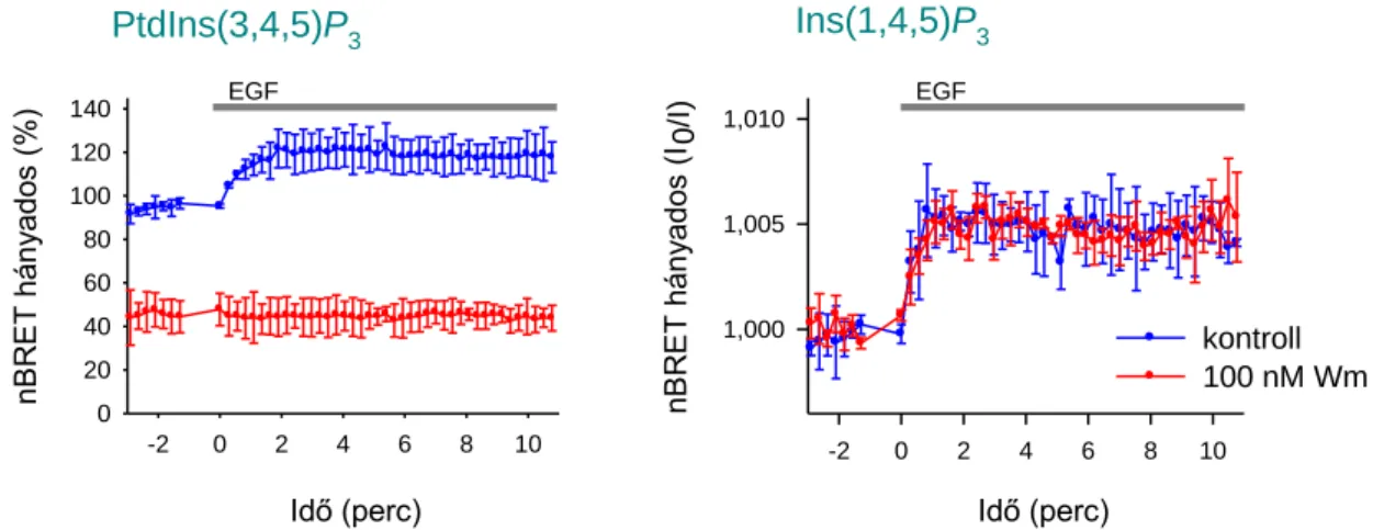 22. ábra – 100 nM Wm hatása az EGF által  kiváltott PtdIns(3,4,5)P 3 - és Ins(1,4,5)P 3 -képződésre