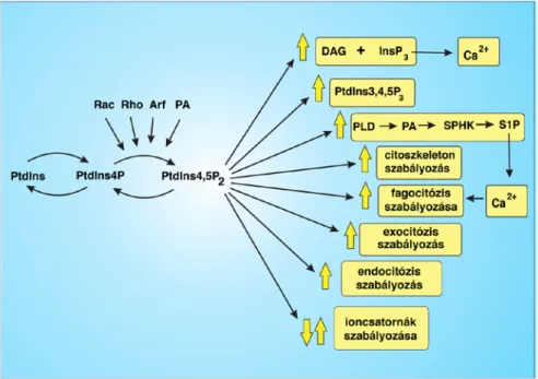 3. ábra –  A PtdIns(4,5)P 2   hatásainak összefoglalása a sejtélettani folyamatokban, forrás (32)