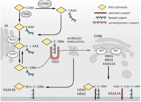 5. ábra  –  A  Ras fehérjék subcelluláris lokalizációjának és membránkötésének szabályozása, forrás  (95)