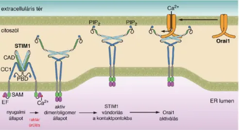 6. ábra A STIM1 és Orai1 fehérjék kapcsolódásának folyamata a SOCE aktiválódása esetén, forrás (150) A  SOCE folyamata az ER-nak, mint raktárnak az ürülésével veszi kezdetét, melyet a STIM1 fehérje luminális  EF-doménjei  regisztrálnak