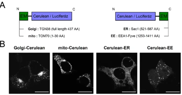 10. ábra – Az endomembránokhoz irányított luciferáz konstrukciók felépítése és sejteken belüli elhelyezkedése  (A) A BRET kísérletekben használt luciferáz konstrukciók vázlatos felépítése, az endomembránokhoz (EM)  történő  irányításban használt fehérjék, 