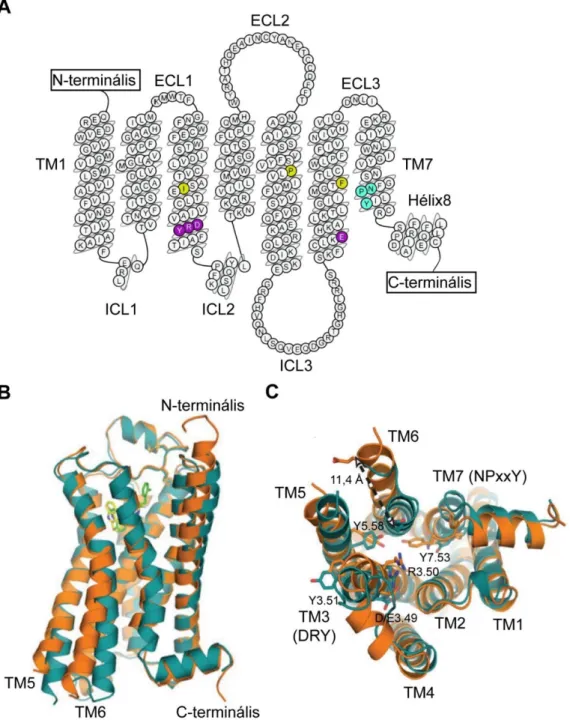 1. ábra  A  β 2   adrenerg receptor  aminosavszekvenciája  és kristálystruktúrája.  A ,  A  β 2 adrenerg receptor  ( β 2 AR)  (prototípusos GFKR)  aminosavszerkezete