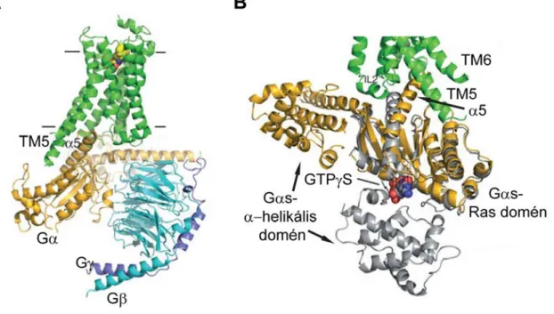 2. ábra  Az aktív β 2 AR heterotrimer G-fehérjével alkotott komplexe.  A, Az agonista kötött  β 2 AR-G α s βγ  kristálystruktúra  oldalnézetből