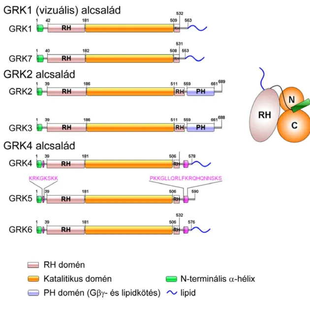 3. ábra  A GRK enzimek szerkezete.  Az ábrán látható a katalitikus és szabályozó domének  egymáshoz képesti elhelyezkedése a fehérjeláncon belül