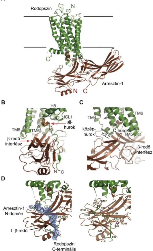 7. ábra  A rodopszin és arresztin-1 komplexének kristálystruktúrája.  A, Zölddel a transz- transz-retinált kötő egér rodopszin, barnával az egér arresztin-1 látható, oldalnézet