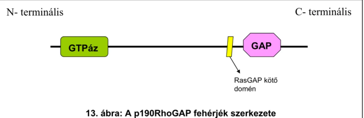 13. ábra: A p190RhoGAP fehérjék szerkezete 