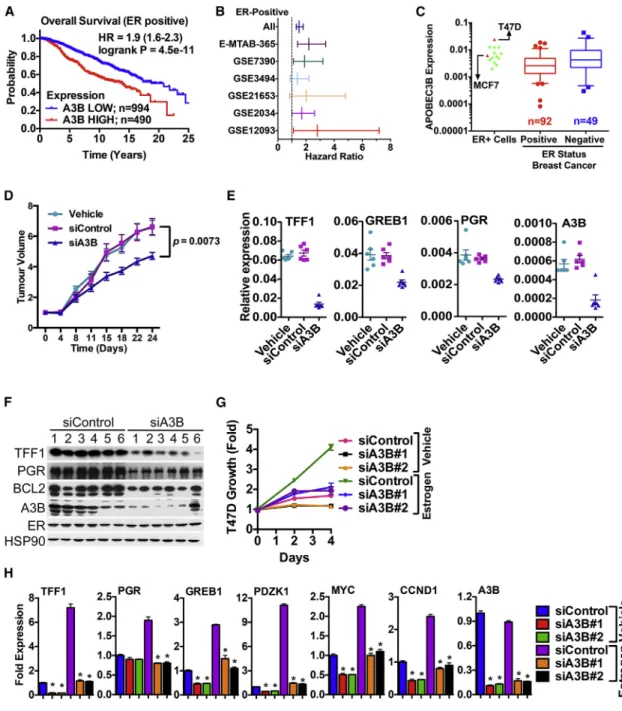 Figure 1. A3B Regulates ER Activity to Promote Breast Cancer Cell Growth