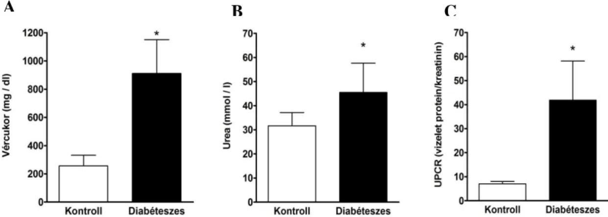 22. ábra Vércukor (A) szérum urea (B) és vizelet protein/kreatinin hányados (C). *: 