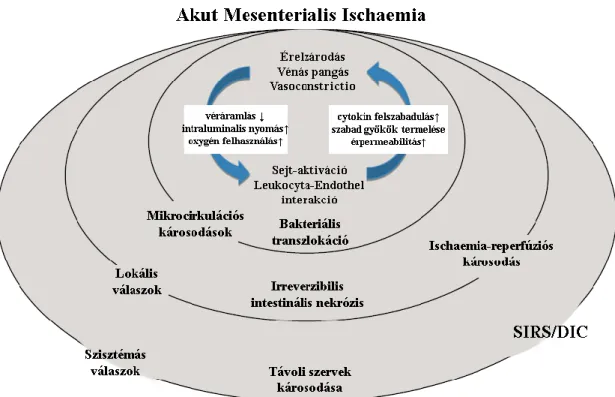 3. ábra Mesenterialis ischaemiát követő lokális- és szisztémás károsodások kifejlődésének patogenezise