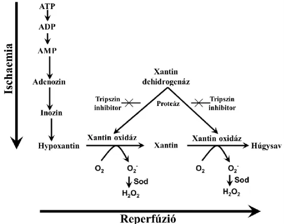 6. ábra A xantin-oxidáz által termelt szabadgyökök kialakulásának lépései.  