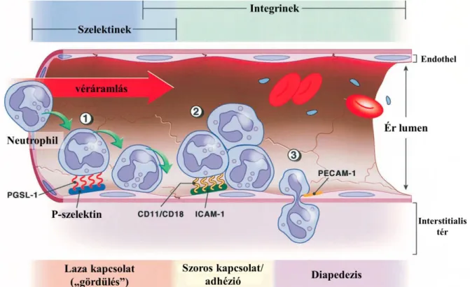 7. ábra A neutrophil granulocyták kitapadása és szöveti migrációja 1. endothelialis selectinek upregulációja és  kapcsolódása a leukocyták felszínén található oligoszacharidokkal; 2