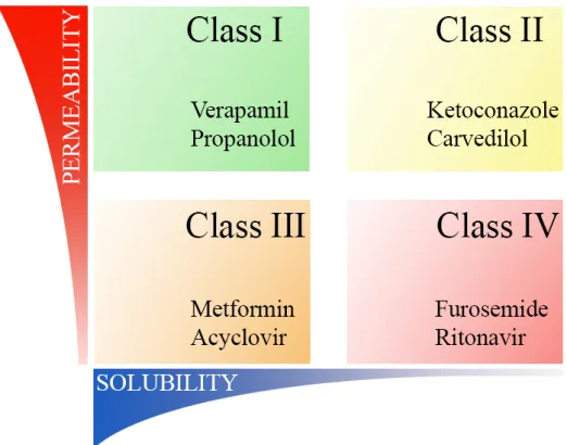 Figure 1 Illustration of Biopharmaceutical Classification System including typical  representatives of each class 