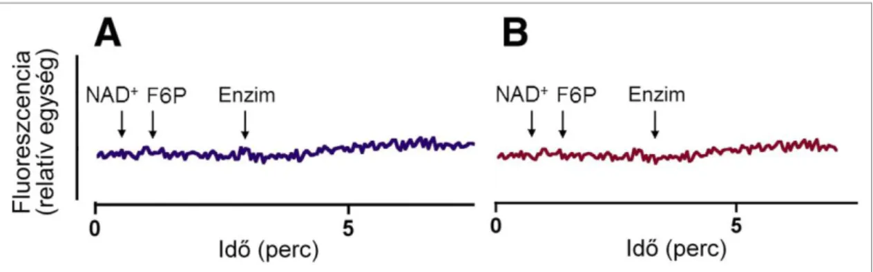 8. ábra F6P-G6P izomerizáció máj- (A), illetve zsírszövetből (B) izolált, intakt  mikroszómában 