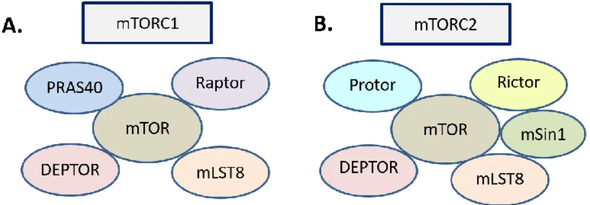 8. ábra. A két mTOR komplex szerkezete [112]. A. Az mTORC1-et az mTOR,  a  Raptor,  a  PRAS40,  a  Deptor  és  az  mLST8  alkotja