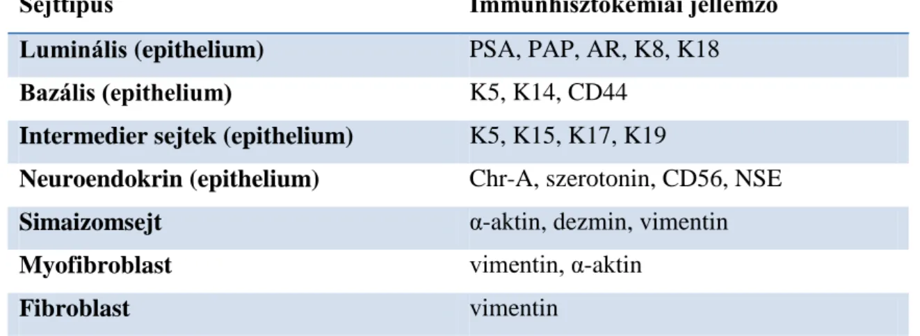 1. Táblázat. A prosztatában előforduló leggyakoribb sejtek immunhisztokémiai  jellemzői