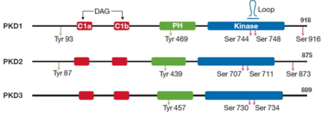 1. ábra A PKD enzimek szerkezete. A három PKD izoforma azonos szerkezeti egységekből épül fel