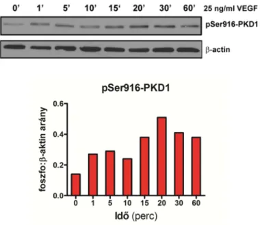 21. ábra VEGF id ő függésének vizsgálata PKD1 aktivációjára érendotél sejtekben. Az EA.hy926 sejteket  25 nM PMA-val kezeltük az ábrán megadott időintervallumokkal