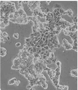 8. ábra: MCF-7 szenzitív sejt fénymikroszkópos képe. 