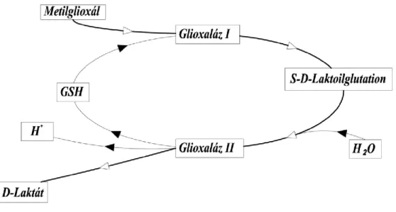 5. ábra. A glioxaláz enzimrendszer által katalizált reakció. GSH: glutation. 