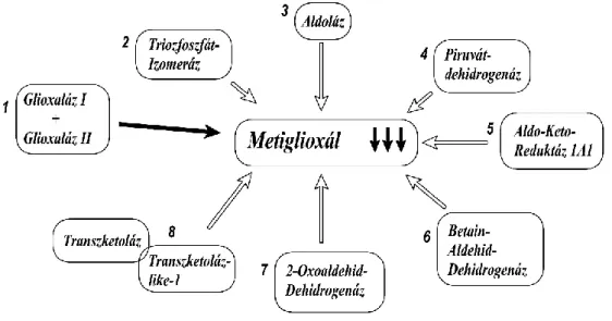 6. ábra. A metilglioxál katabolizmusában résztvevő enzimek  1.4.1.3 A metilglioxál felszaporodása cukorbetegségben  