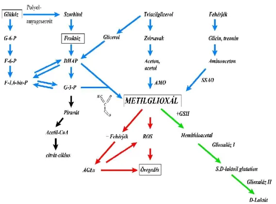 7. ábra. A metilglioxál felhalmozódás metabolikus útjai cukorbetegségben. ROS: reaktív  oxigén  species;  AMO:  amino-monooxidáz;  SSAO:  szemikarbazid-szenzitív   amin-oxidáz; GSH: glutation