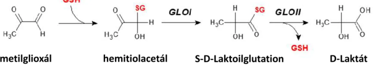 13. ábra. A glioxaláz-1 (GLOI) és glioxaláz-2 (GLOII) enzimek által katalizált reakció  (T