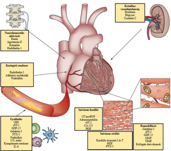 6. ábra Új biomarkerek szívelégtelenségben (196). 