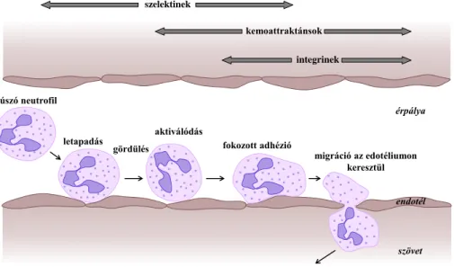 3. ábra: A neutrofil granulociták érpályából való kilépésének folyamata ([11] alapján)