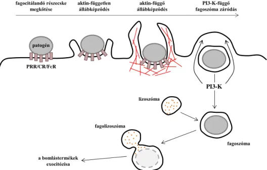 4. ábra: A fagocitózis főbb lépései. A fagocita mintázatfelismerő (PRR), komplement (CR),  illetve  Fc  receptoraival  (FcR)  megköti  a  patogént,  majd  aktin-független,  illetve  ezt  követő  aktin-függő  állábképződéssel  bekebelezi  azt