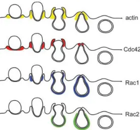 15. ábra: Az aktin (sárga), valamint az aktív (GTP-kötött) Cdc42 (piros), Rac1 (kék)  és Rac2 (zöld) elhelyezkedése a formálódó fagoszóma körül [164]
